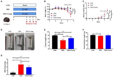 Alterations in metabolome and microbiome: new clues on cathelicidin-related antimicrobial peptide alleviates acute ulcerative colitis